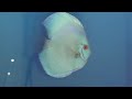 Click here to watch this video bulldog-blue-diamond.mp4