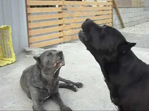cane corso
