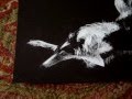 Borzoi video
