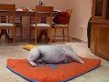 Bruno del Chincol ¡Fama a Bailar!, English Bulldog Ingles www.elbulldogingles.es Bruno del Chincol ¡Fama a Bailar!, English Bulldog Ingles www.elbulldogingles.es