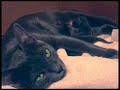 Kama and cute kittens - Korat cat Kama and cute kittens - Korat cat