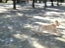 Luna Golden Retrievers jugando