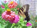 Yellow Swallowtail Butterfly Yellow Swallowtail Butterfly