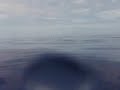 Plongée avec un requin blanc