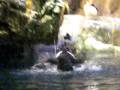 videos de Puffins.MOV