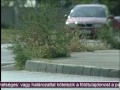 Parlagfű Parlagfű