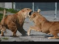 Re: Endangered animals comp