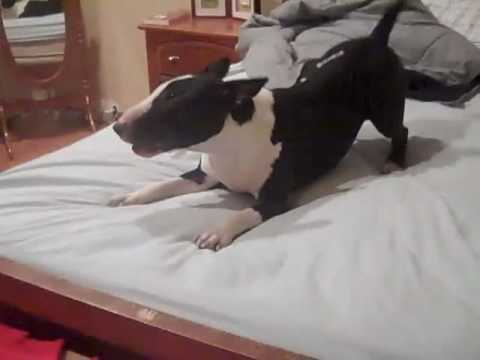 english bullterrier