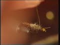 Tying Brush Gold Bead Hare�s Ear
