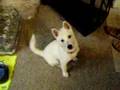 Kishu puppy