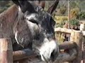 Finca La Dehesa Boyal (Los Y�benes)
