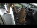 Monkeys go nuts for toughest car challenge