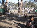 Rainbow Serpent 2007 - Jousting on bikes. With breadsticks