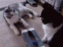 Two Cats Two Cats