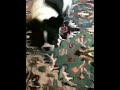 French bulldogs w/ mom almost 9 weeks old