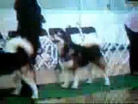 Verizon Agathon Kennel Club 6/9/06 ...