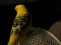 talking/farting english parakeet
