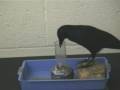 Burung Gagak Cerdik
