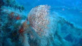 Cyprus Bubbles- SCSSAC Dive Trip 01-06 Oct 16