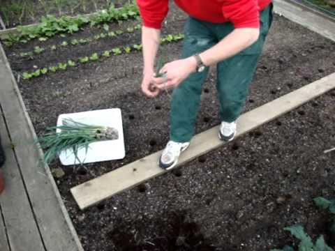 how to transplant vegetable plants
