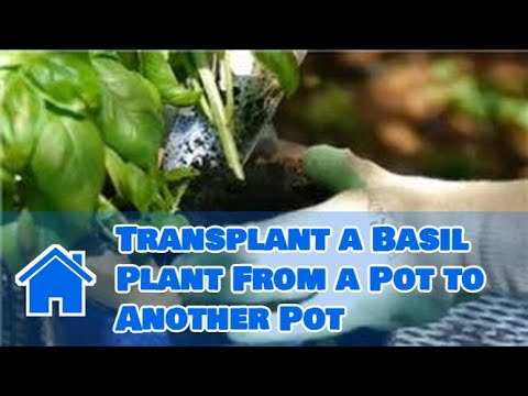 how to replant basil from store