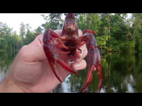 Bass Love Crawfish!