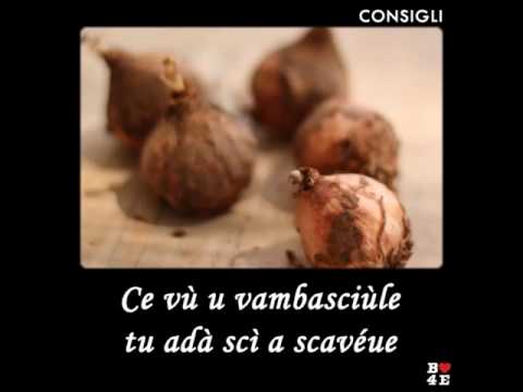 CE VÙ U VAMBASCIÙLE TU ADÀ SCÌ A SCAVÉUE.