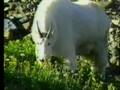 videos de NWA EP#13 Glacier National Park Pt.03