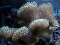 sarcophyton elegans