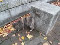 Stray cat at Demachiyanagi, Kyoto Stray cat at Demachiyanagi, Kyoto