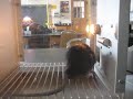 eddy pushing the level in the skinner box when the light is on