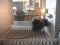 eddy pushing the level in the skinner box when the light is on