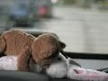 Rapidinha no Carro!!!