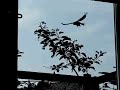 Even drie kauwen in beeld