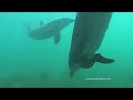 Dolphin Video