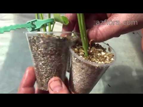 how to transplant anthuriums