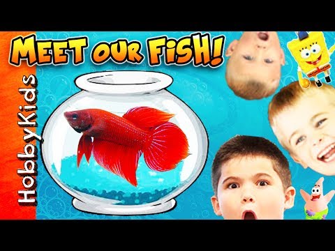 Open bottom fish tank