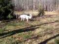Borzoi video