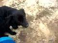 Bethys Agility Video!