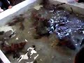 Santa Monica Pier Aquarium - Little Sharks