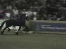 KFPS Friesian Stallion Tjesse 400