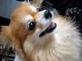 Pomeranian-Attack-Pa