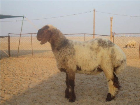 الخروف الفحل الكايد خروف صنف نعيم  غنم