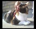 A Cat's Tail