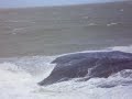 WILLIAM BONNER - N�O NOTICIOU A VENTANIA-4 EM GUARAPARI-ES