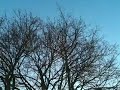 Birds occupy our tree on Christmas afternoon
