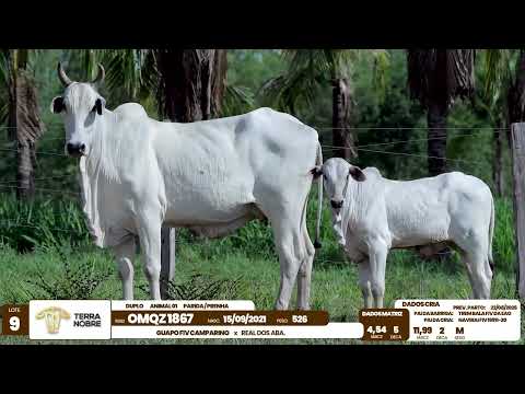 1� De Olho na Fazenda - Terra Nobre
