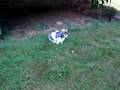 Oliver on his daily hop !   899