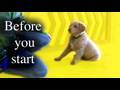 Before you start training with food- clicker training dog