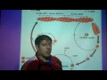 How polymerization of an Actin Filament is regulated, with the help of Cofilin, Profilin and Thymosin B-4